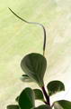 Peperomia Obtusifolia